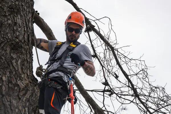 Affordable Tree Removal and Care in Springfield