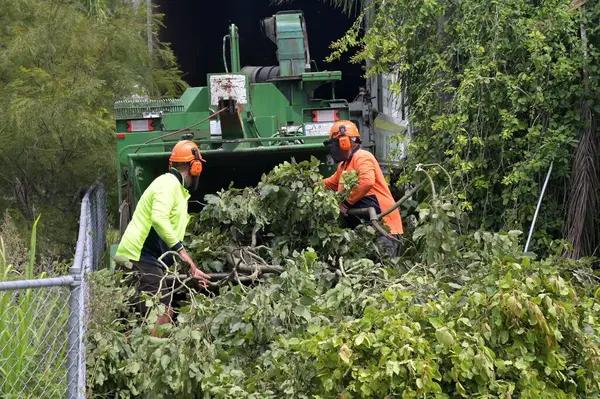 Residential Tree Removal Service You Can Trust
