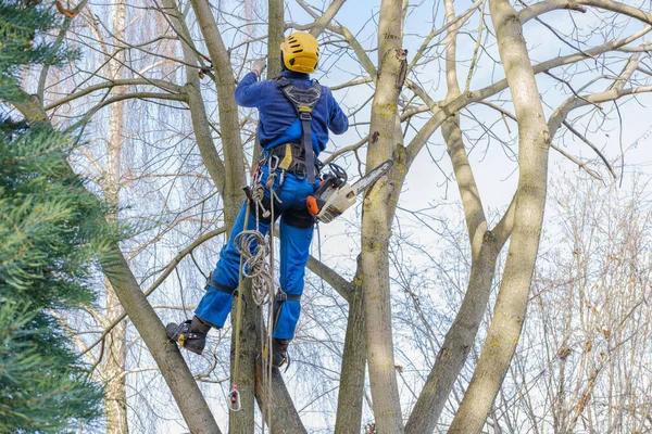 Tree Removal Rockford: Why Hiring Professionals Matters